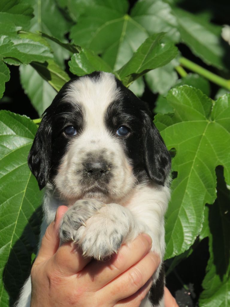 Du Terroir De Saintonge - Chiots disponibles - Setter Anglais