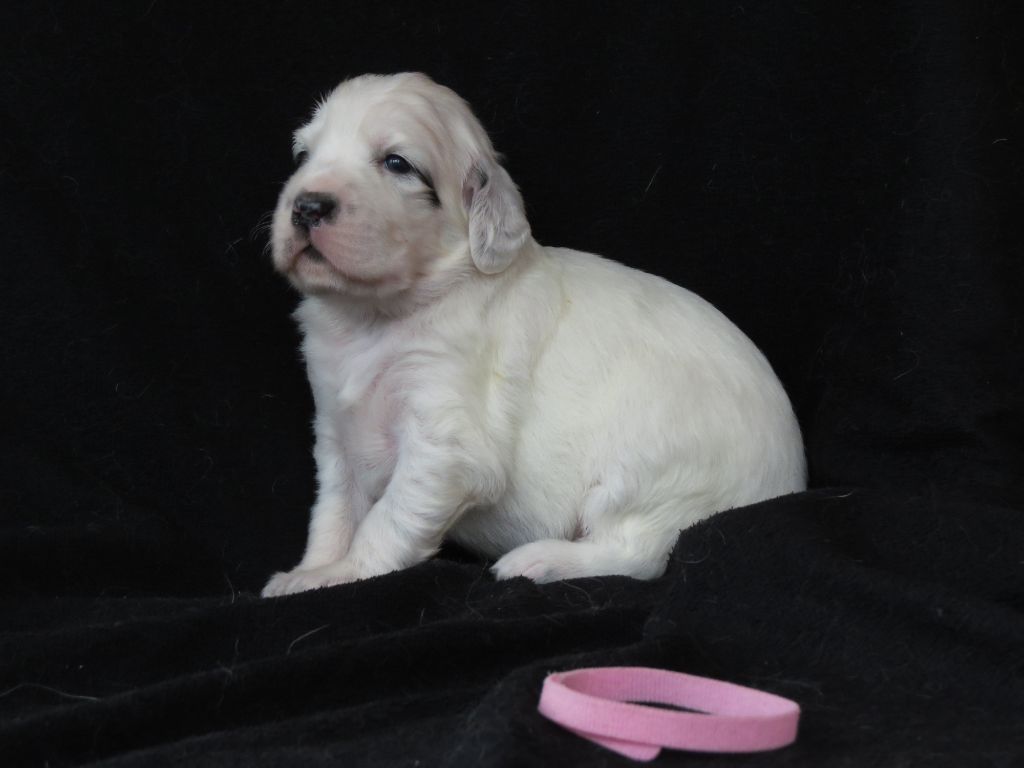 Du Terroir De Saintonge - Chiots disponibles - Setter Anglais