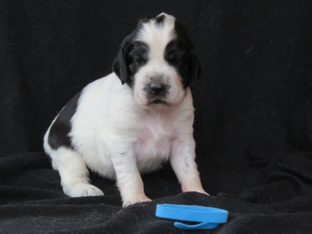 Du Terroir De Saintonge - Chiots disponibles - Setter Anglais