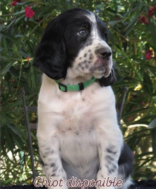 Du Terroir De Saintonge - Chiots disponibles - Setter Anglais