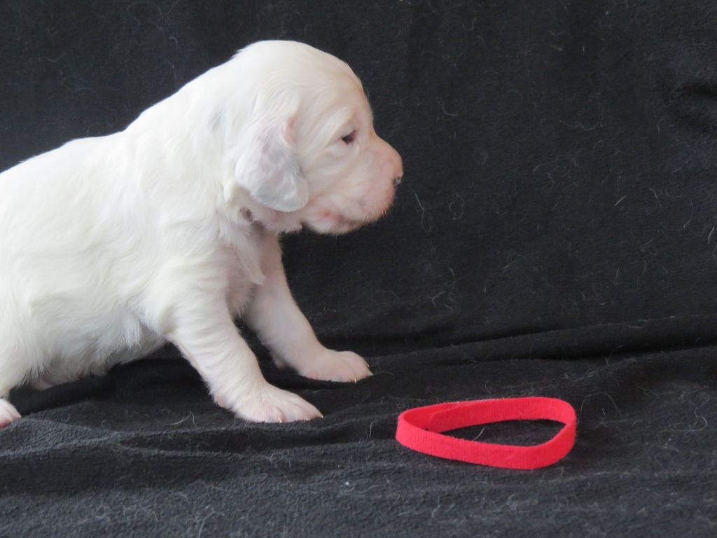 Du Terroir De Saintonge - Chiots disponibles - Setter Anglais