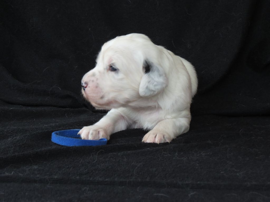 Du Terroir De Saintonge - Chiots disponibles - Setter Anglais