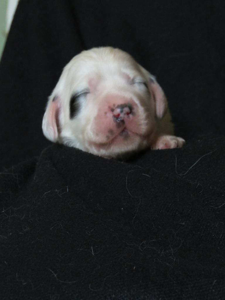 Du Terroir De Saintonge - Chiots disponibles - Setter Anglais
