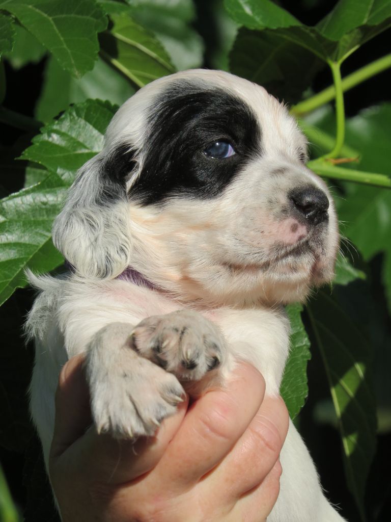 Du Terroir De Saintonge - Chiots disponibles - Setter Anglais