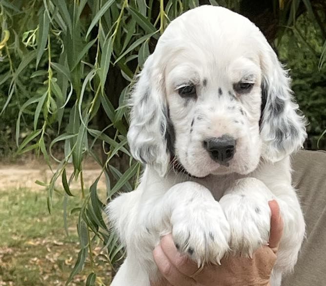 Du Terroir De Saintonge - Chiots disponibles - Setter Anglais