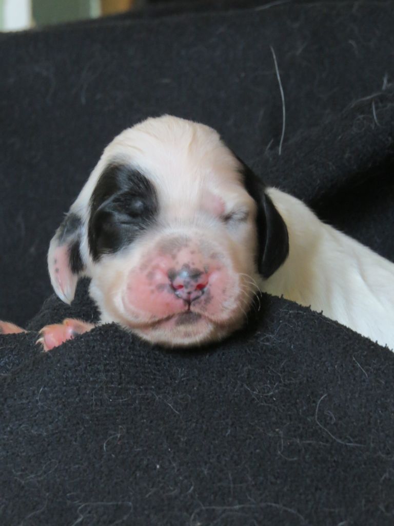 Du Terroir De Saintonge - Chiots disponibles - Setter Anglais