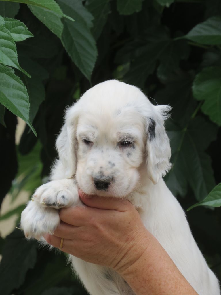 Du Terroir De Saintonge - Chiots disponibles - Setter Anglais