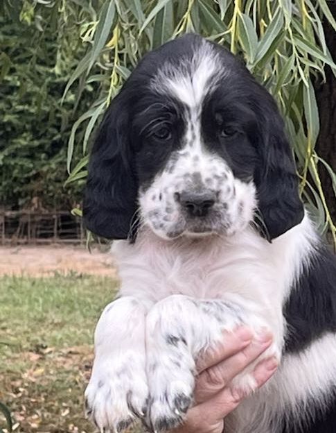 Du Terroir De Saintonge - Chiots disponibles - Setter Anglais