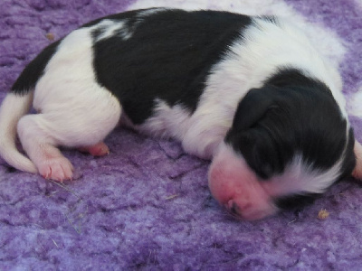 CHIOT