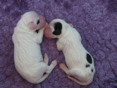 CHIOT