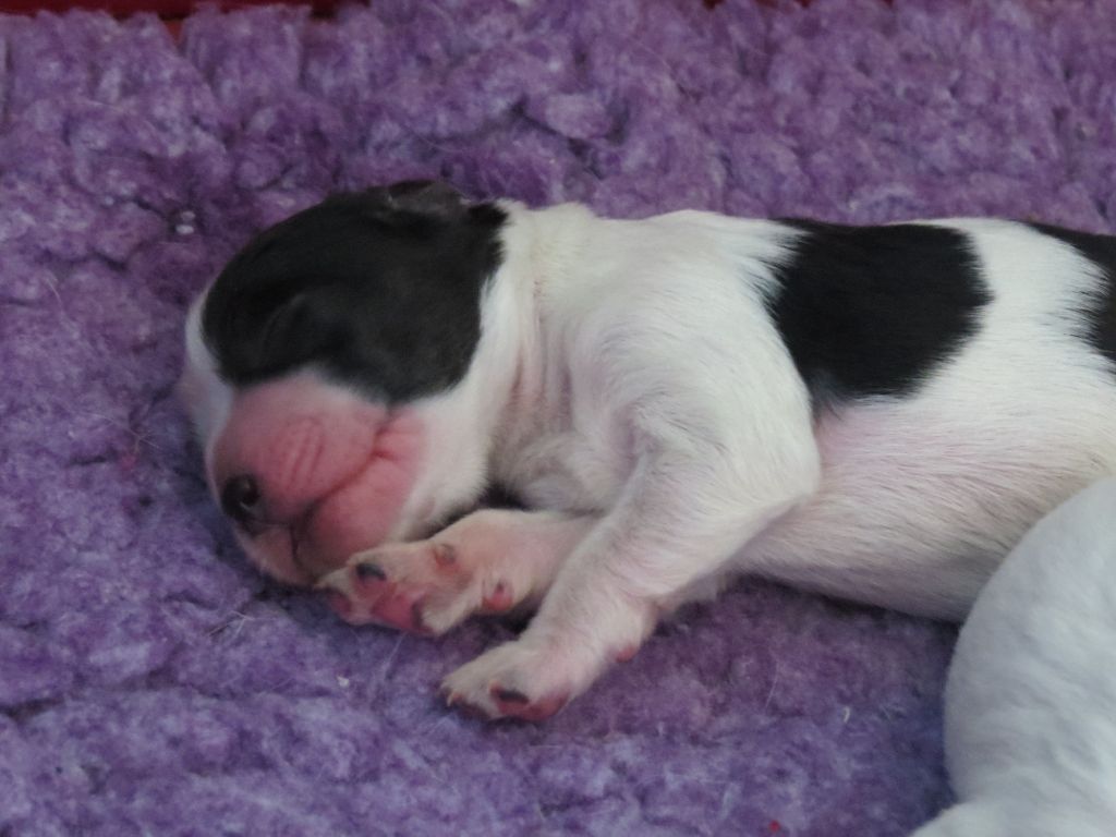 Du Terroir De Saintonge - Chiots disponibles - Setter Anglais