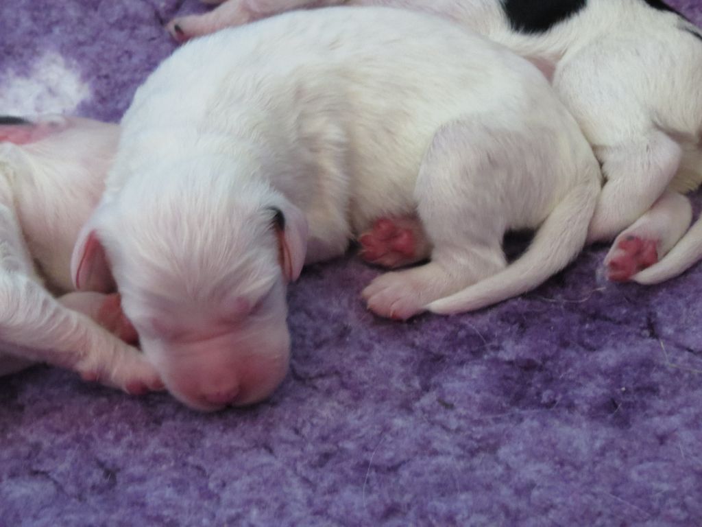 Du Terroir De Saintonge - Chiots disponibles - Setter Anglais