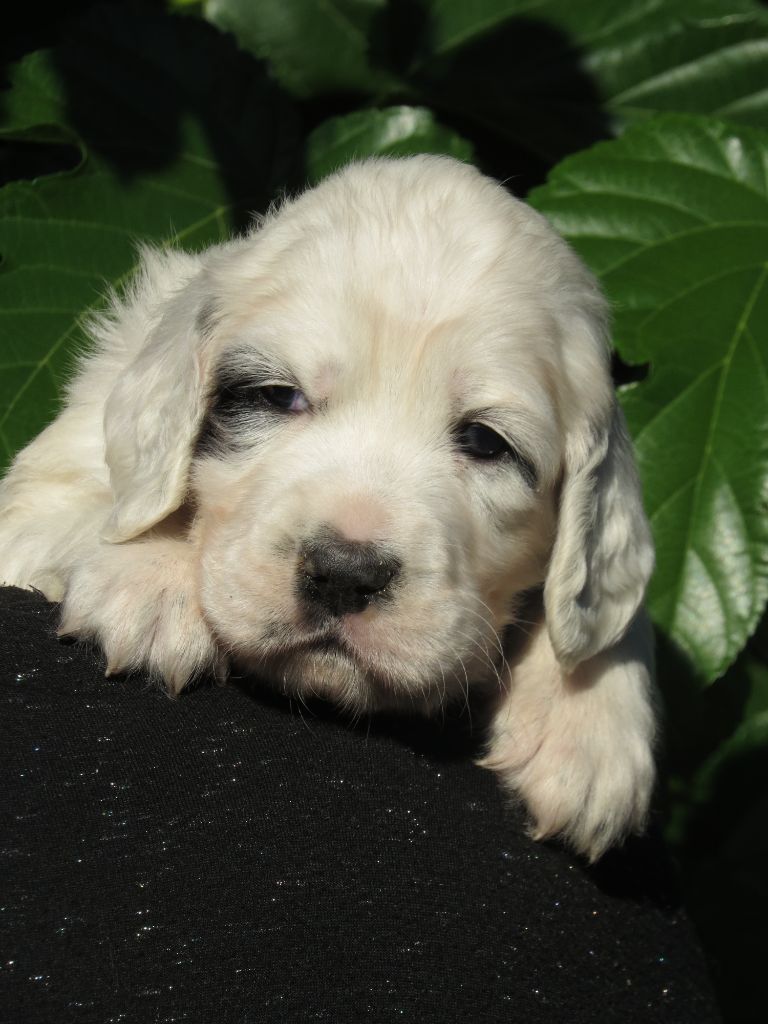 Du Terroir De Saintonge - Chiots disponibles - Setter Anglais