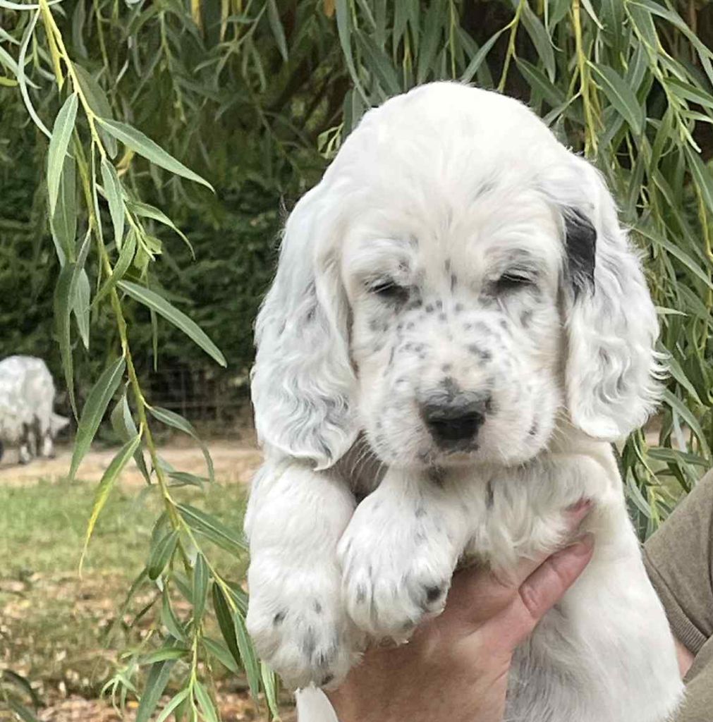 Du Terroir De Saintonge - Chiots disponibles - Setter Anglais