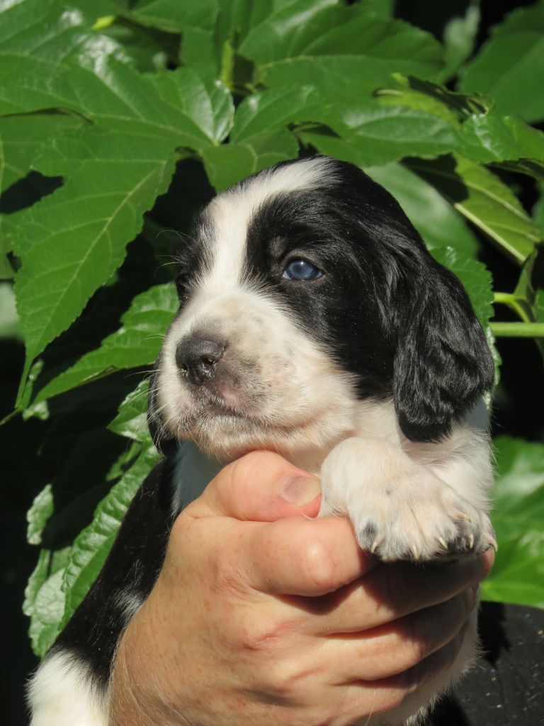 Du Terroir De Saintonge - Chiots disponibles - Setter Anglais