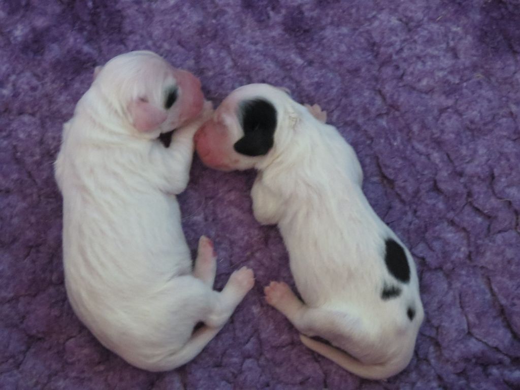 Du Terroir De Saintonge - Chiots disponibles - Setter Anglais