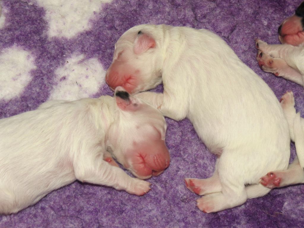 Du Terroir De Saintonge - Chiots disponibles - Setter Anglais