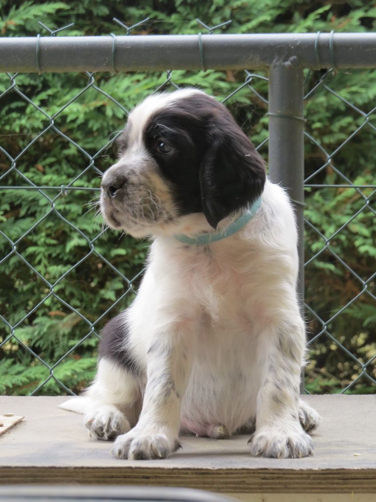 Du Terroir De Saintonge - Chiots disponibles - Setter Anglais