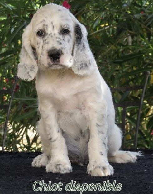 Du Terroir De Saintonge - Chiots disponibles - Setter Anglais