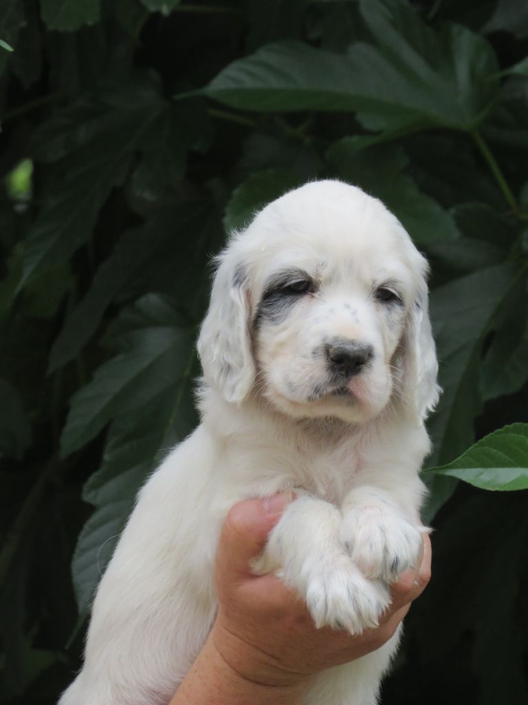 Du Terroir De Saintonge - Chiots disponibles - Setter Anglais