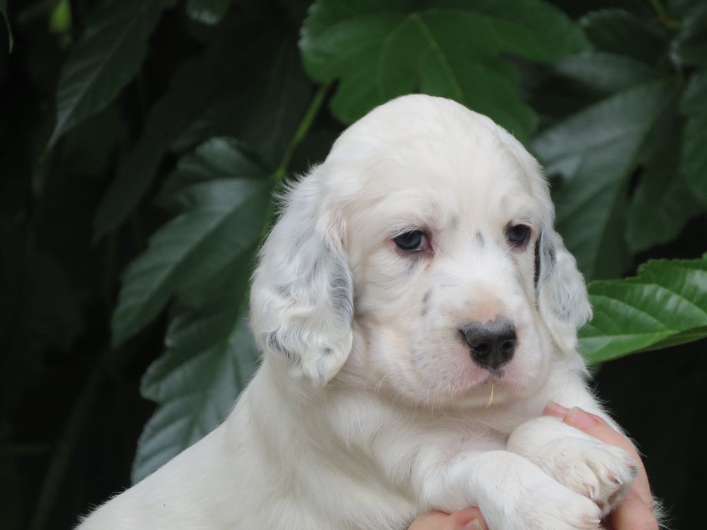 Du Terroir De Saintonge - Chiots disponibles - Setter Anglais