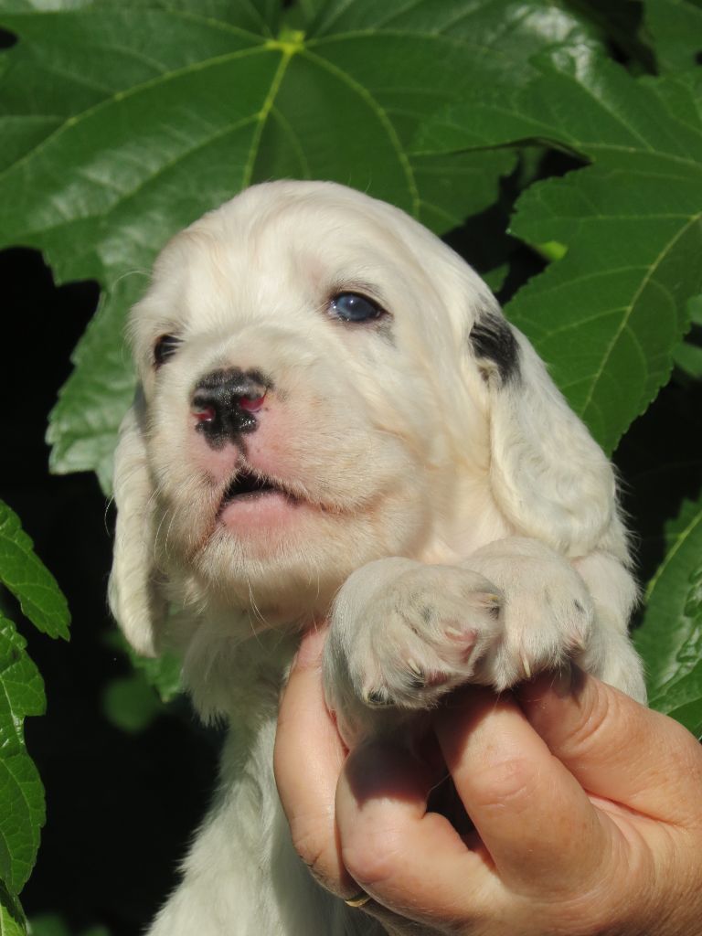 Du Terroir De Saintonge - Chiots disponibles - Setter Anglais