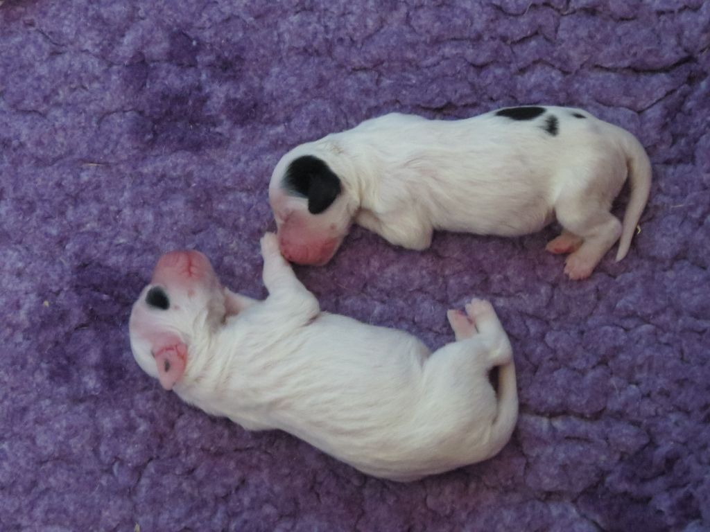 Du Terroir De Saintonge - Chiots disponibles - Setter Anglais